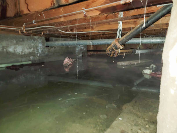 Best Professional water damage repair  in Broxton, GA
